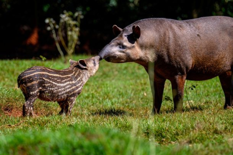 De harpias a antas, Itaipu comemora 42 anos de conservação da biodiversidade