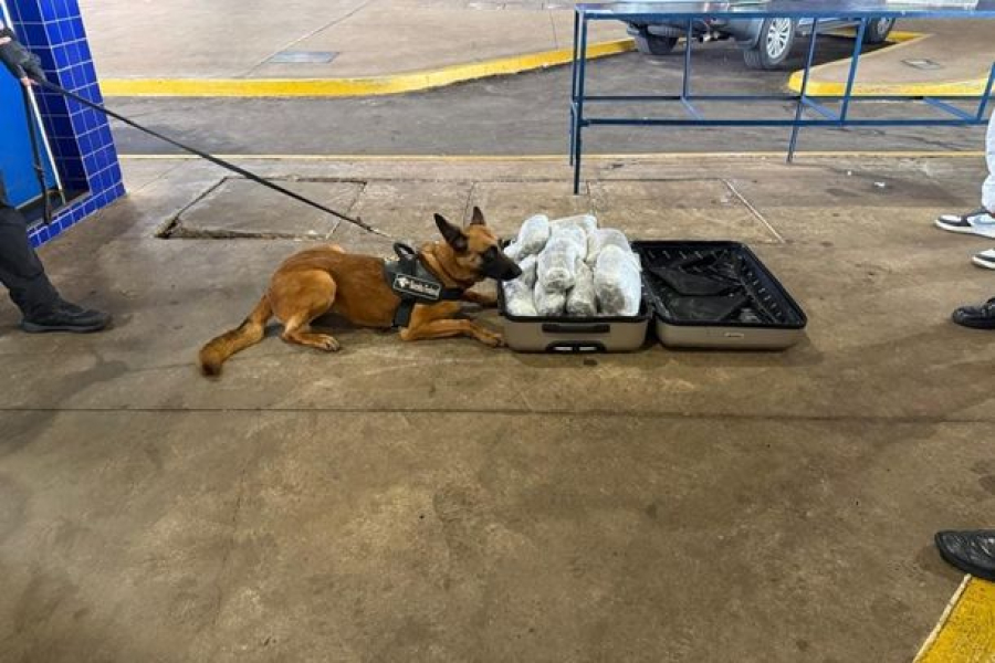 Cão da Receita encontra 10 kg de capulho em mala de passageira na Ponte da Amizade